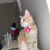 Dino, a Tan, Orange Domestic Shorthair Cat